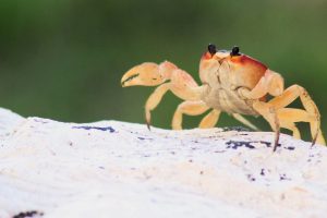 crab climbing